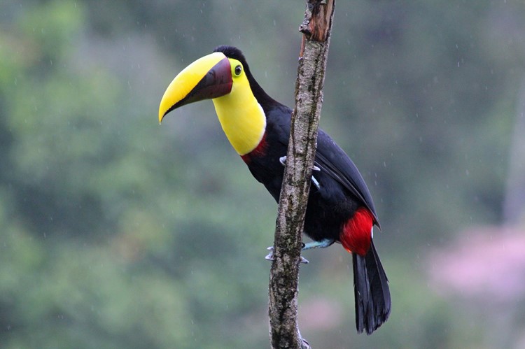 Toekan in Boca Tapada, Costa Rica